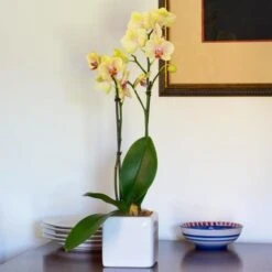 Yellow Moth Orchid In Square White Cachepot
