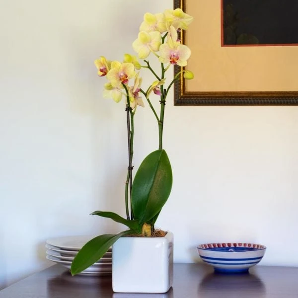 Yellow Moth Orchid In Square White Cachepot 1 Yellow Moth Orchid In Square White Cachepot