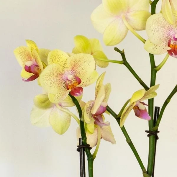Yellow Moth Orchid In Square White Cachepot 2 Yellow Moth Orchid In Square White Cachepot - Image 2