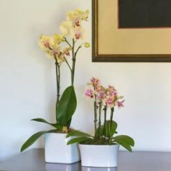Yellow Mini Moth Orchids In 5½" White Ceramic Cachepot -Verdelyn Sales x600 24817