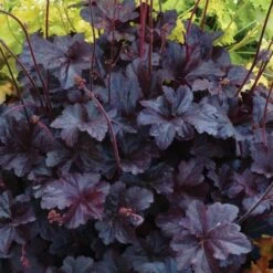 Heuchera 'Obsidian' -Verdelyn Sales x600 24837