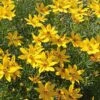 Coreopsis Verticillata 'Zagreb'