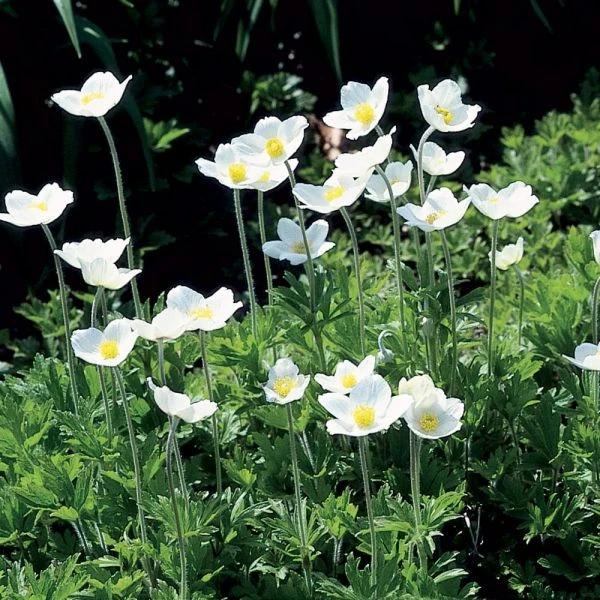 Anemone Sylvestris 1 Anemone Sylvestris