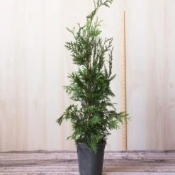 Thuja 'Green Giant' -Verdelyn Sales x600 25096