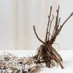 Peony 'Cora Louise' - Itoh Peony -Verdelyn Sales x600 25121 2