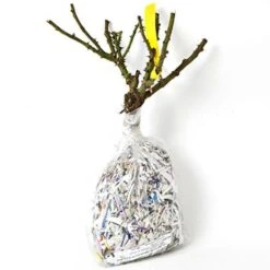 Rose 'William Baffin' -Verdelyn Sales x600 25249