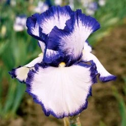 Iris Germanica 'Presby's Crown Jewel' - Reblooming -Verdelyn Sales x600 25264
