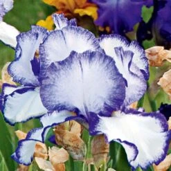 Iris Germanica 'Presby's Crown Jewel' - Reblooming -Verdelyn Sales x600 25267