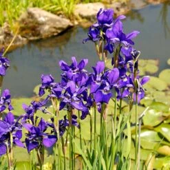 Iris Sibirica 'Caesar's Brother' -Verdelyn Sales x600 25274