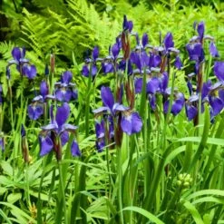 Iris Sibirica 'Caesar's Brother' -Verdelyn Sales x600 25275