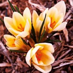 Crocus In Yellow Shades Mix -Verdelyn Sales x600 25282 1