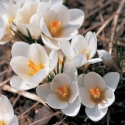 White Shades Crocus Mix -Verdelyn Sales x600 25284
