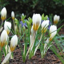 White Shades Crocus Mix -Verdelyn Sales x600 25287