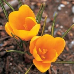 Crocus In Yellow Shades Mix -Verdelyn Sales x600 25300