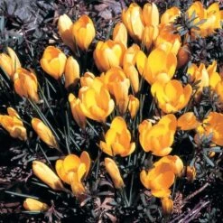 Crocus In Yellow Shades Mix -Verdelyn Sales x600 25301