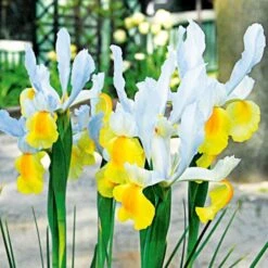 Dutch Iris Mix -Verdelyn Sales x600 25303