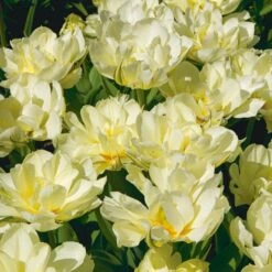 Tulip 'Exotic Emperor' -Verdelyn Sales x600 25314