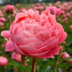 Peony 'Coral Charm' -Verdelyn Sales x600 25318