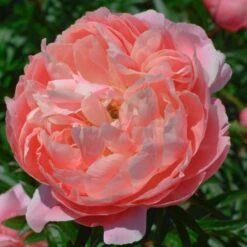 Peony 'Coral Charm' -Verdelyn Sales x600 25320