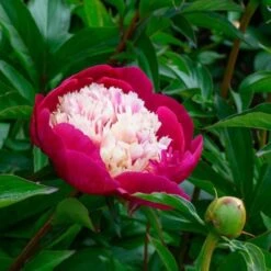 Peony 'White Cap' -Verdelyn Sales x600 25355