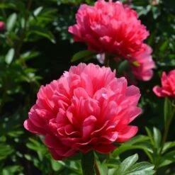 Peony 'Lorelei' -Verdelyn Sales x600 25362
