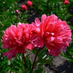 Peony 'Lorelei' -Verdelyn Sales x600 25363