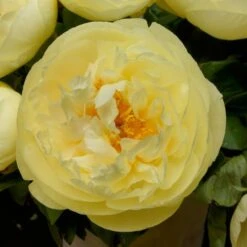 Peony 'Lemon Chiffon' -Verdelyn Sales x600 25371