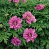 Peony 'Morning Lilac' - Itoh Peony