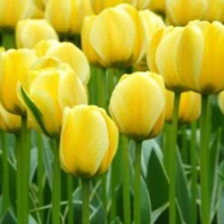Spring Brights Darwin Hybrid Tulip Mix -Verdelyn Sales x600 25403