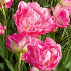 Tulip 'Double Sugar' 7 Tulip 'Double Sugar' -Verdelyn Sales x600 25410