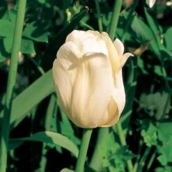 Tulip 'Ivory Floradale' -Verdelyn Sales x600 25432