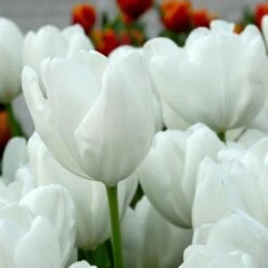 Spring Brights Darwin Hybrid Tulip Mix -Verdelyn Sales x600 25433