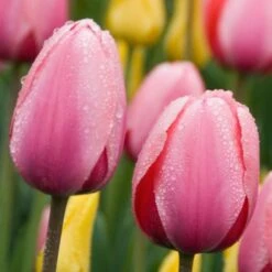 Tulip 'Pink Impression' -Verdelyn Sales x600 25443