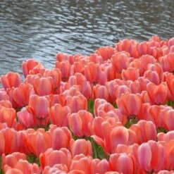 Tulip 'Apricot Impression' -Verdelyn Sales x600 25444