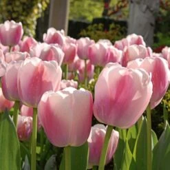 Spring Brights Darwin Hybrid Tulip Mix -Verdelyn Sales x600 25445 1