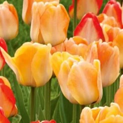 Spring Brights Darwin Hybrid Tulip Mix -Verdelyn Sales x600 25446