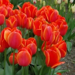Spring Brights Darwin Hybrid Tulip Mix -Verdelyn Sales x600 25449