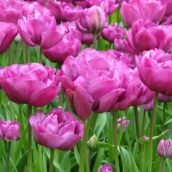 Tulip 'Backpacker' -Verdelyn Sales x600 25454