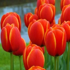 Next Generation Perennial Tulip Mix -Verdelyn Sales x600 25455