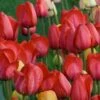 White Flower Farm Red Perennial Tulip