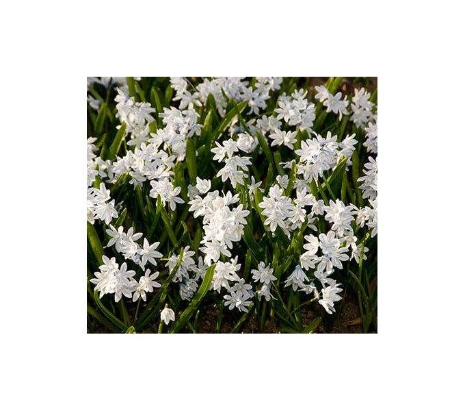Puschkinia Scilloides Var. Libanotica 2 Puschkinia Scilloides Var. Libanotica - Image 2