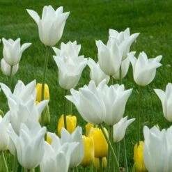 Tulip 'White Triumphator' -Verdelyn Sales x600 25493