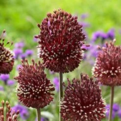 Allium Amethystinum 'Red Mohican' -Verdelyn Sales x600 25504