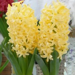Hyacinthus Orientalis 'Yellowstone'