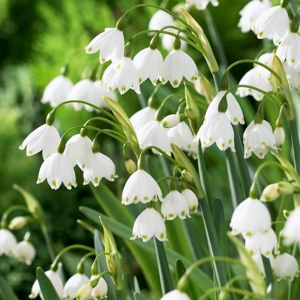 Leucojum Aestivum 'Gravetye Giant' 1 Leucojum Aestivum 'Gravetye Giant'