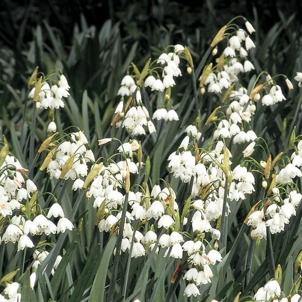 Leucojum Aestivum 'Gravetye Giant' 2 Leucojum Aestivum 'Gravetye Giant' - Image 2