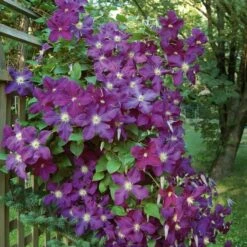 Dawn And Dusk Rose & Clematis Collection -Verdelyn Sales x600 25542 1