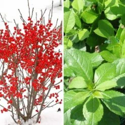 Compact Winterberry Duo