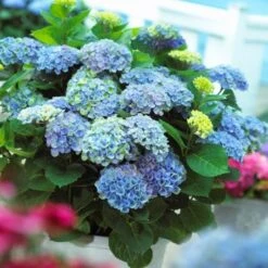 Hydrangea Macrophylla Everlasting® Revolution -Verdelyn Sales x600 25555