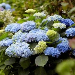 Hydrangea Macrophylla Everlasting® Revolution -Verdelyn Sales x600 25556